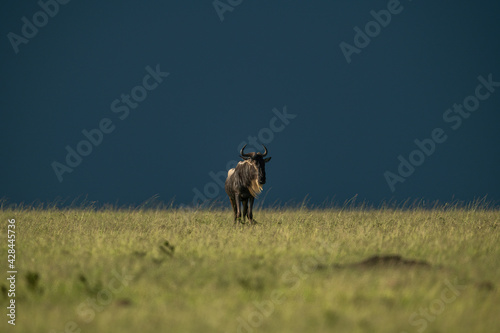 Blue wildebeest stands on horizon eyeing camera