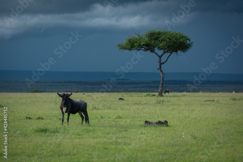 Blue wildebeest stands near acacia in storm