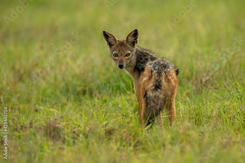 Black-backed jackal stands watching camera in grass © Nick Dale