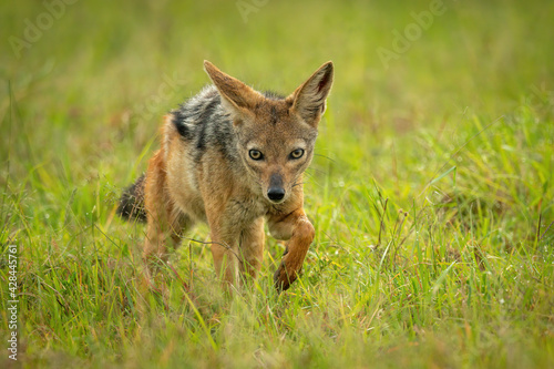 Fototapeta Naklejka Na Ścianę i Meble -  Black-backed jackal walks through grass lifting paw