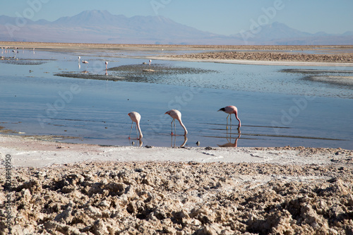 Three flamingos feeding in a blue lagoon at Salar of Atacama