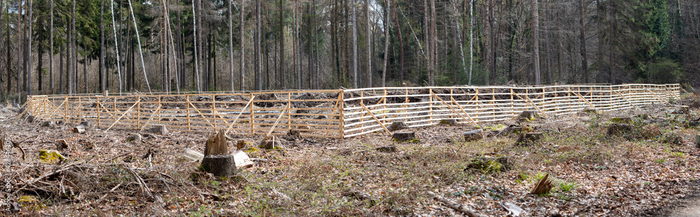 eingezäunter Teil eines Waldes zum Schutz junger Bäume