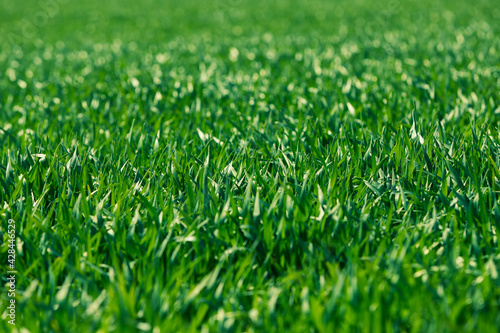 green grass on a field as background
