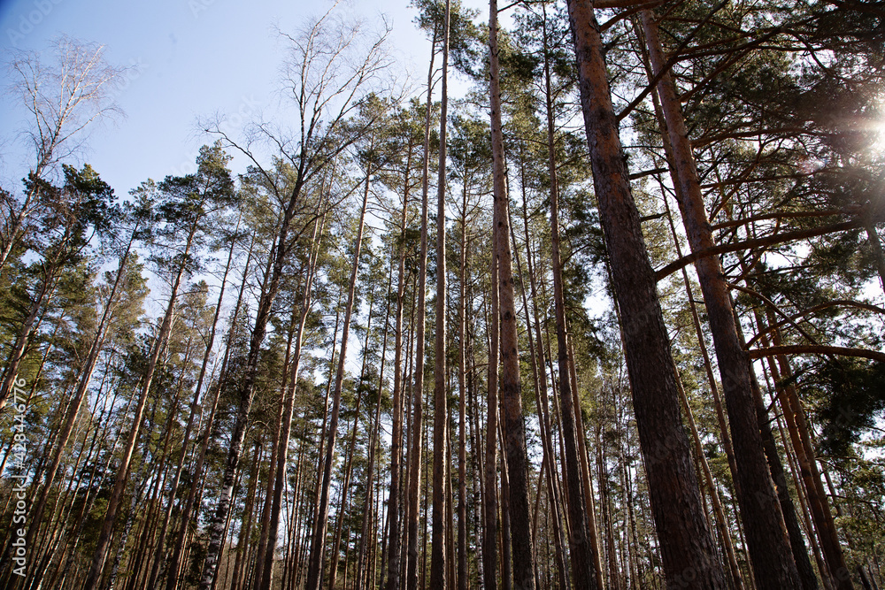 Fototapeta premium High pines against the blue sky, a view from below