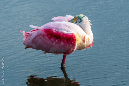 Canvas Print Roseate Spoonbill in Canaveral National Seashore
