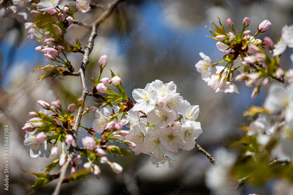 Obraz premium 満開の桜の近影