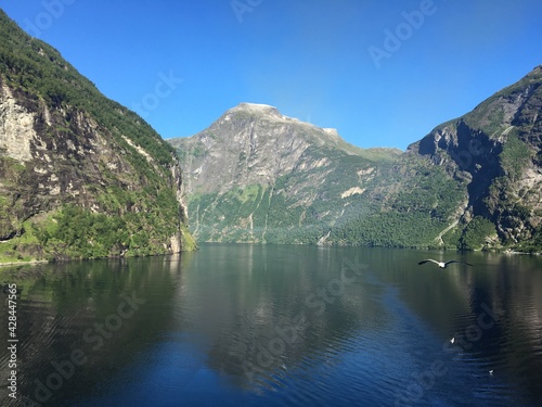 seagull over a lake in the mountains