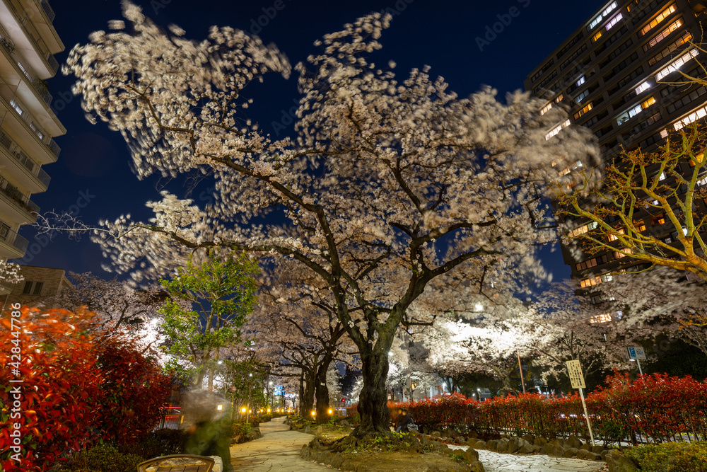 満開の夜桜 満開の夜桜