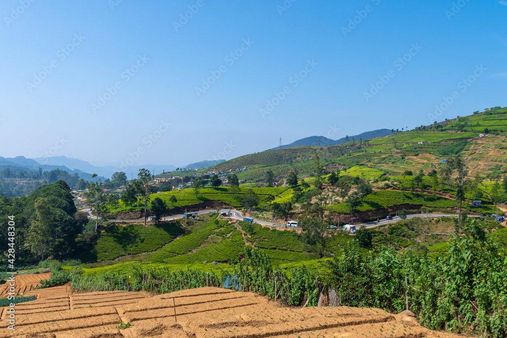 Teefelder in Nuwara Eliya auf Sri Lanka 