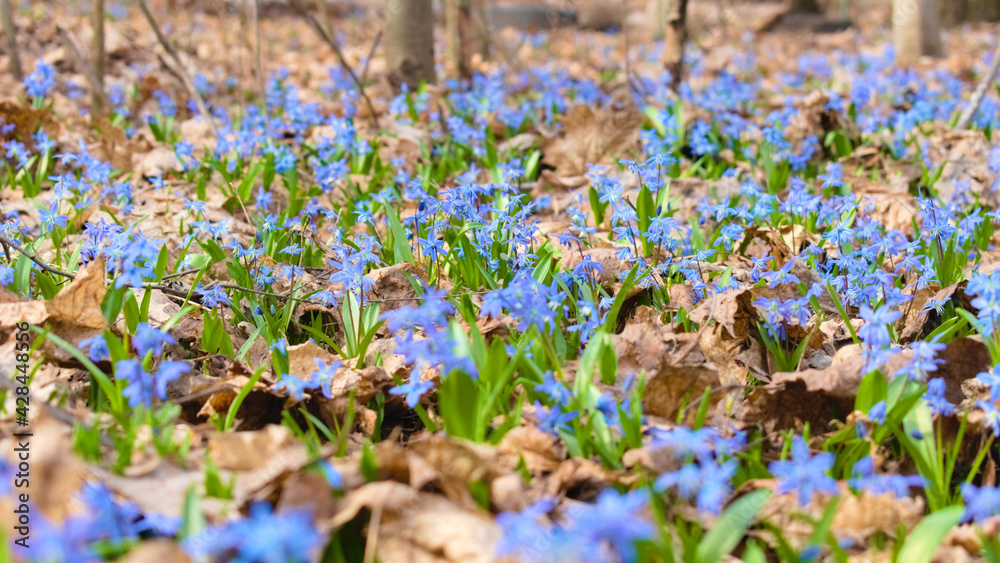 Scilla siberica in the forest sprouts through dry last year's foliage