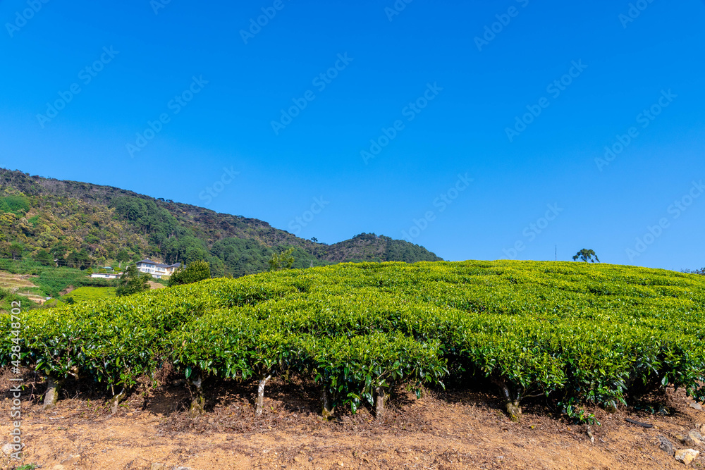 Teefelder in Nuwara Eliya auf Sri Lanka 