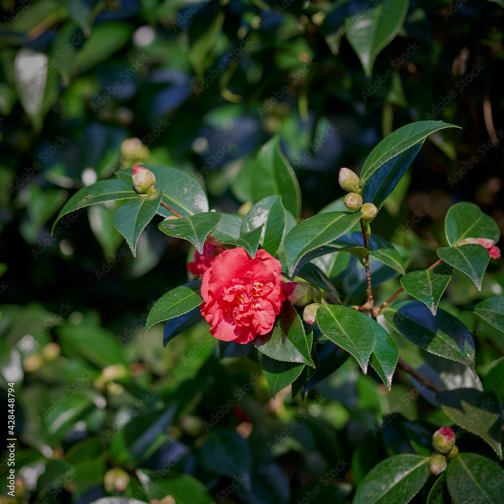 camellia flower camellia flower