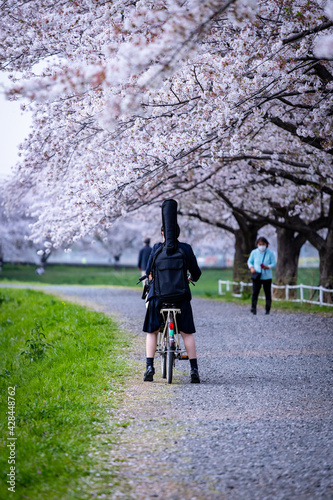 桜並木を自転車で通る少女