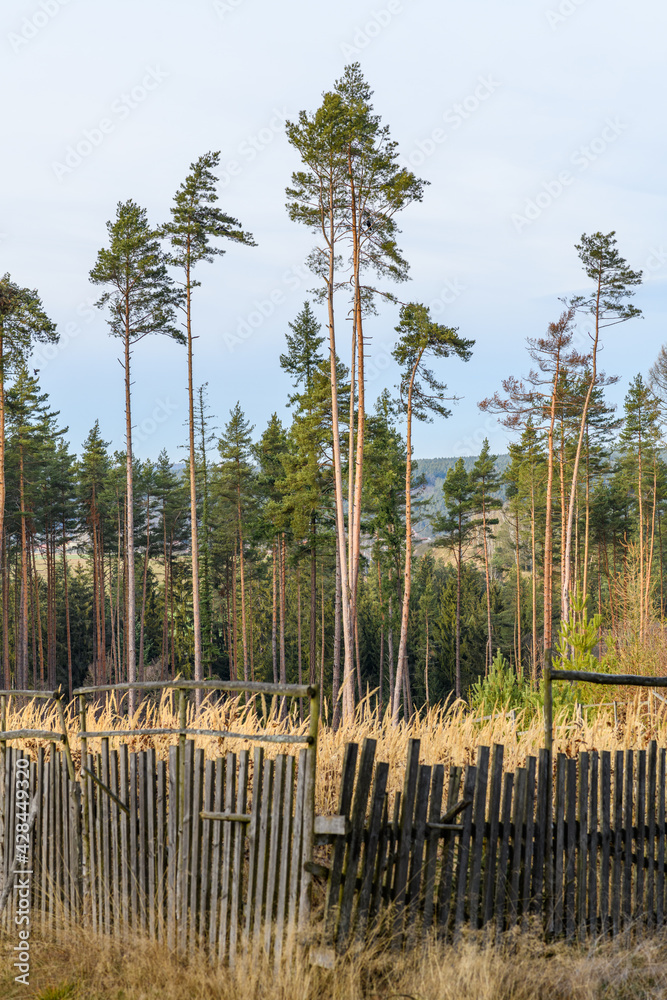 Fototapeta premium pine trees on the edge of forest clearing with wooden fence