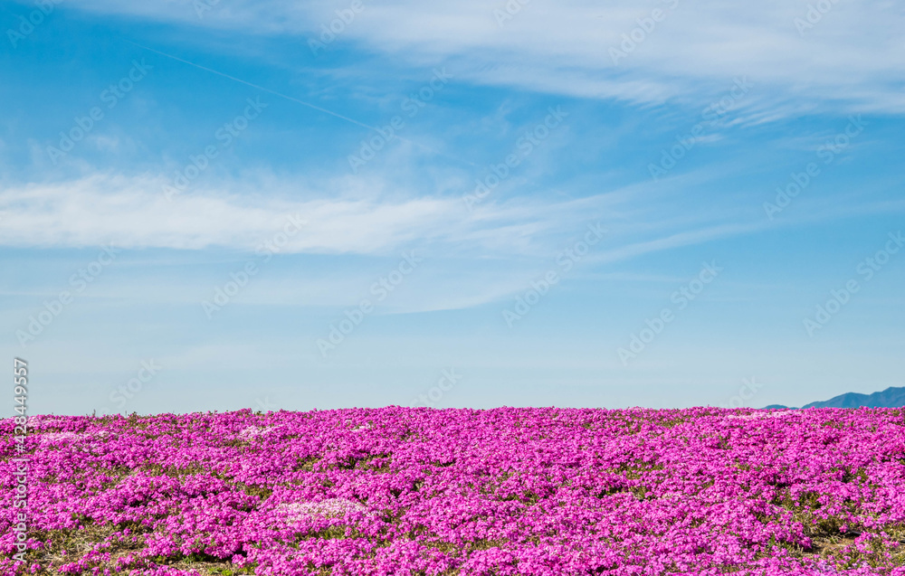 一面の芝桜と青空