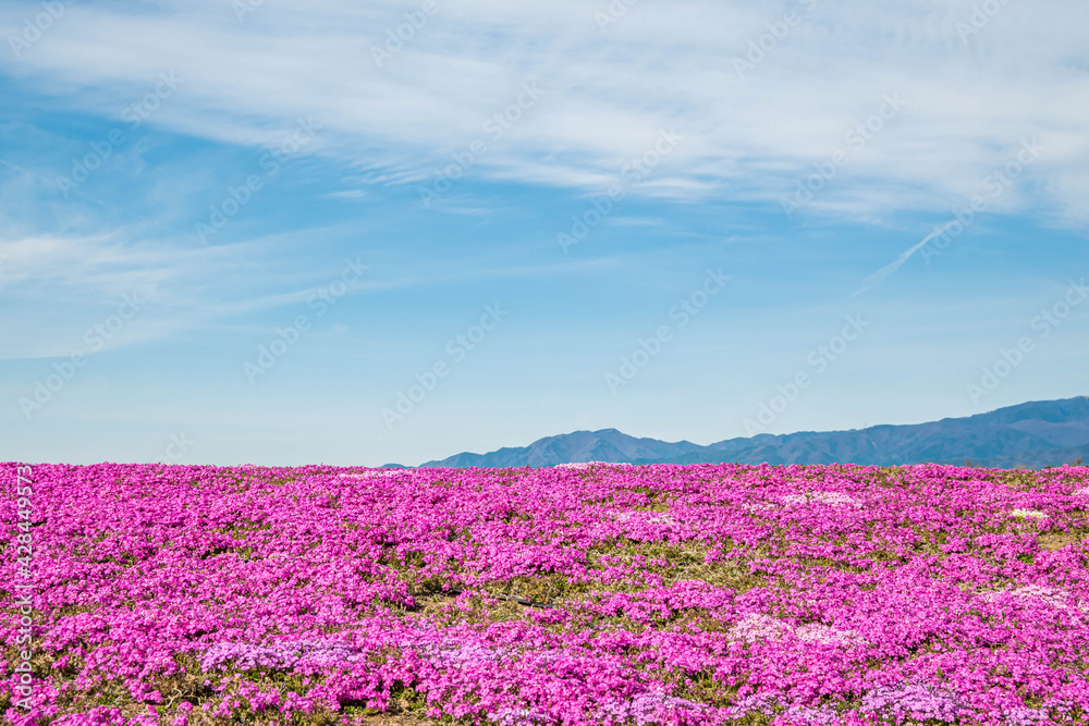 Fototapeta premium 芝桜