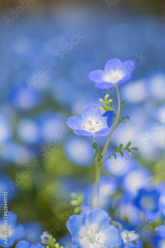 《花》ネモフィラ 青色 クローズアップ