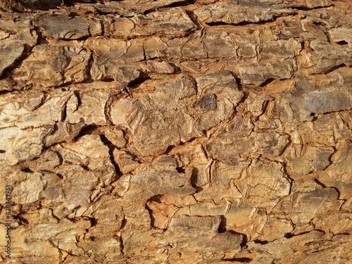 Schinus molle bark or pepper tree bark from Central District in Botswana. 