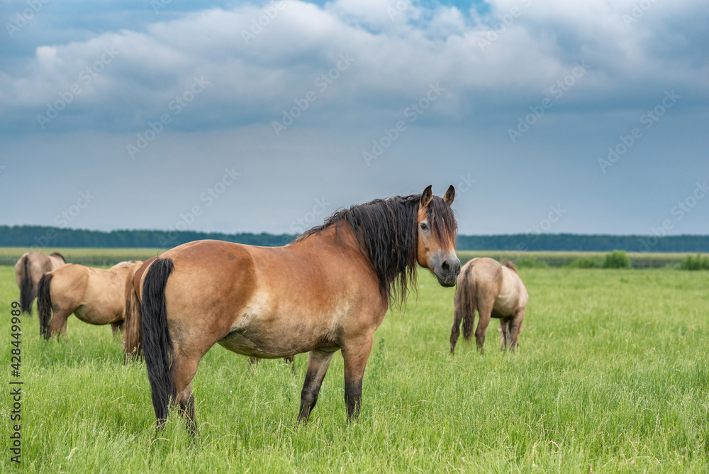 Young beautiful horses graze on the meadow in summer. Young beautiful horses graze on the meadow in summer.