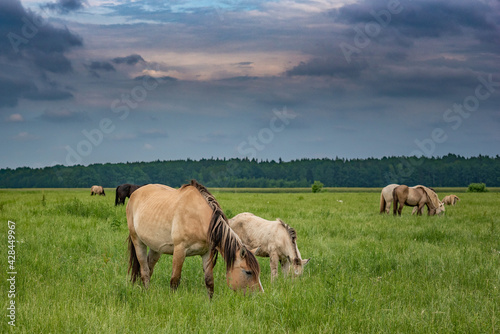 Young beautiful horses graze on the meadow in summer. © shymar27
