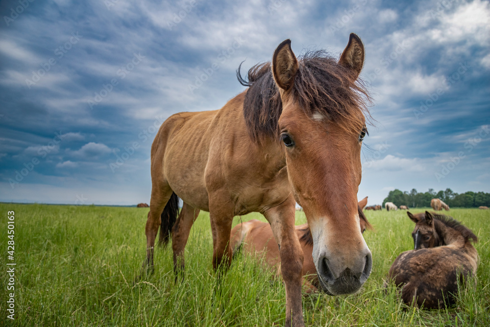 Young beautiful horses graze on the meadow in summer. Young beautiful horses graze on the meadow in summer.