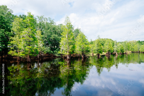 The landscape of Hillsborough river bank at Tampa, Florida 