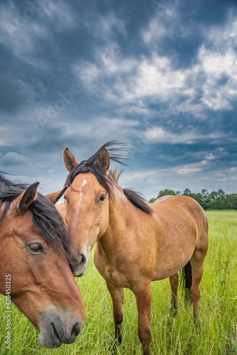 Young beautiful horses graze on the meadow in summer. © shymar27