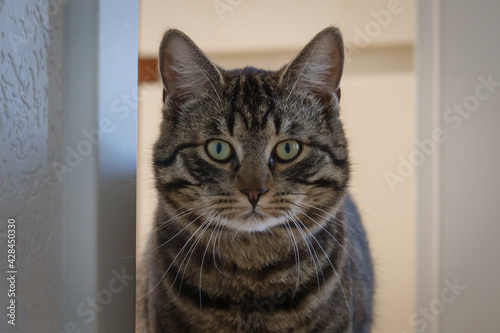 portrait of a gray tabby domestic cat looking at the camerav