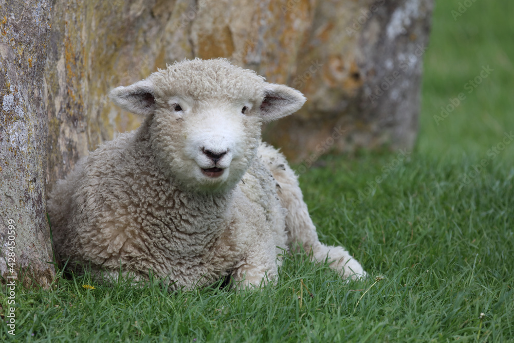 Obraz premium Romneyschaf / Romney sheep / Ovis.