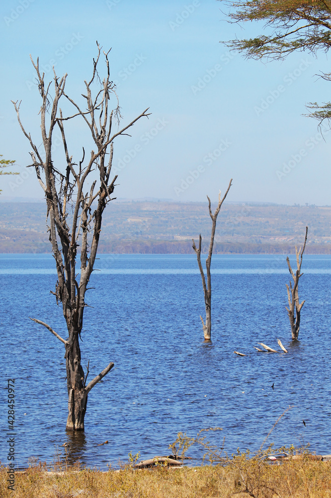 Dry trees in the lake