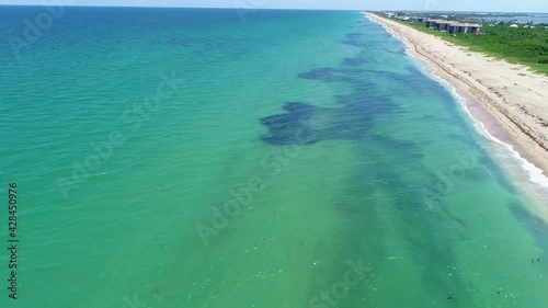  wide shot on pelicans in the ocean