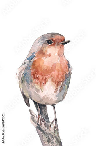 Hand-drawn watercolor robin bird isolated on white background. Ideal for decorating a nursery, textiles and packaging. Erithacus rubecula. Element for packaging design. photo