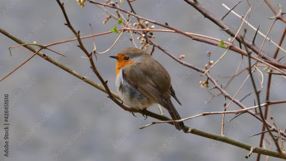 Rotkehlchen (Erithacus rubecula) auf einem Ästchen über einem Fluss als Nahaufnahme Rotkehlchen (Erithacus rubecula) auf einem Ästchen über einem Fluss als Nahaufnahme