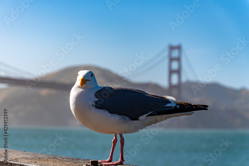 San Francisco Golden Gate  © AWU