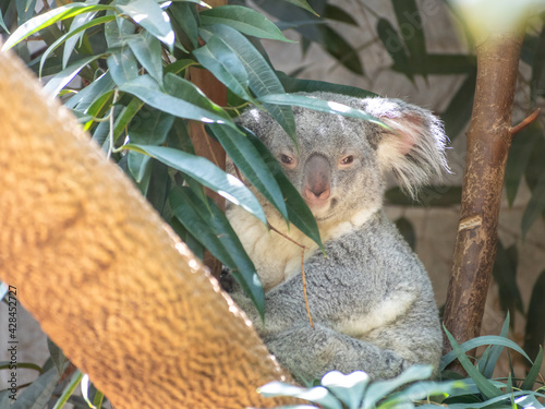 Canvas Print Selective focus shot of an adorable koala hiding in the tree at the zoo