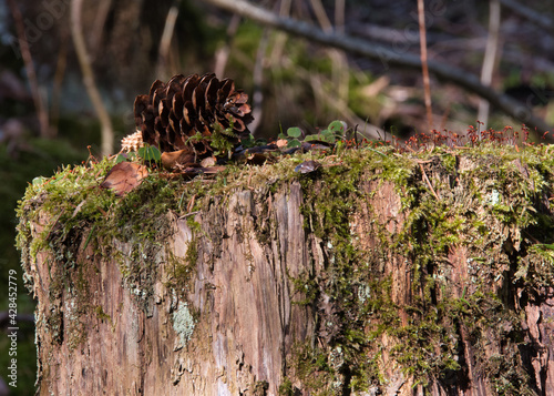 Close-up of a spruce cone on an old forest stump overgrown with green moss and other plants.