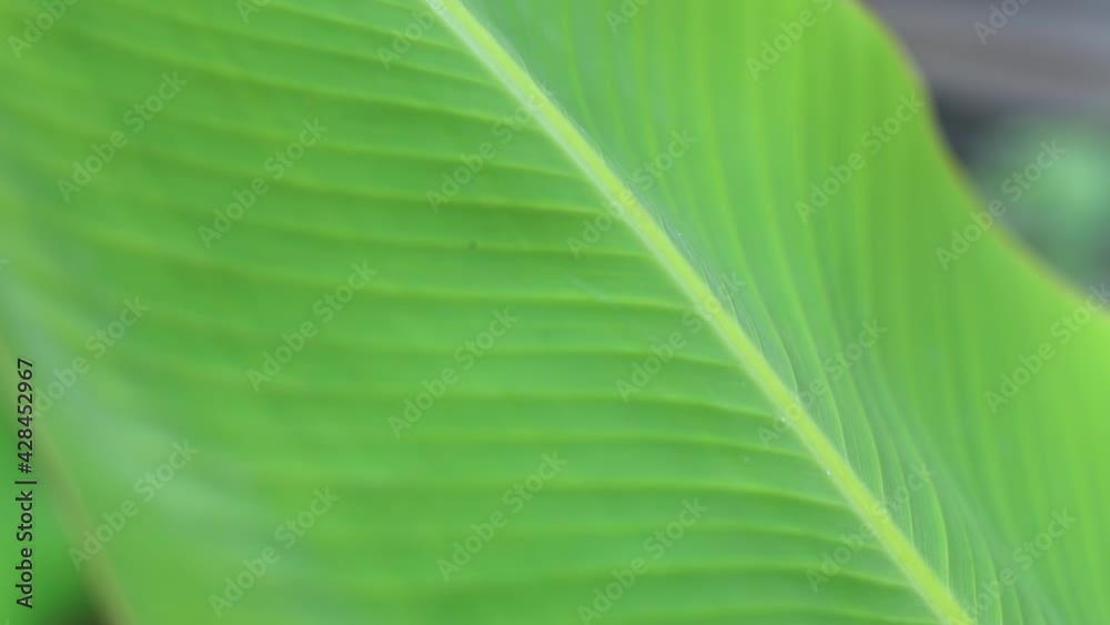 Green banana leaf close up view with selective focus Green banana leaf close up view with selective focus