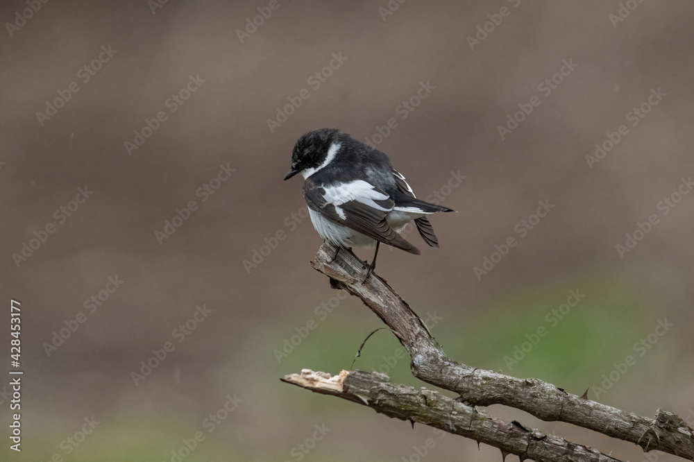 Fototapeta premium Semi-collared Flycatcher, Ficedula semitorquata.Singing Bird