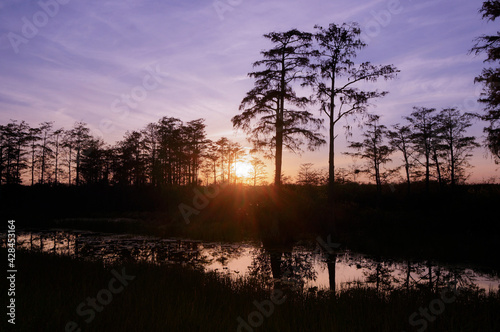 Florida swamp sunset and silhouettes
