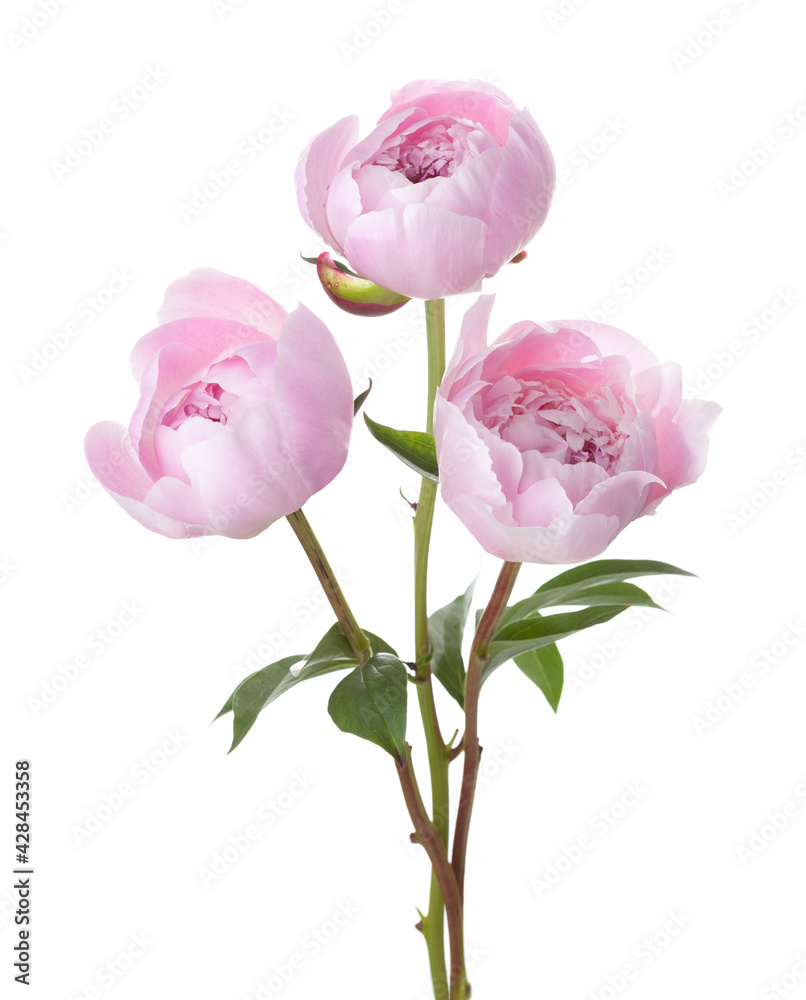 Three light pink peonies isolated on white background.