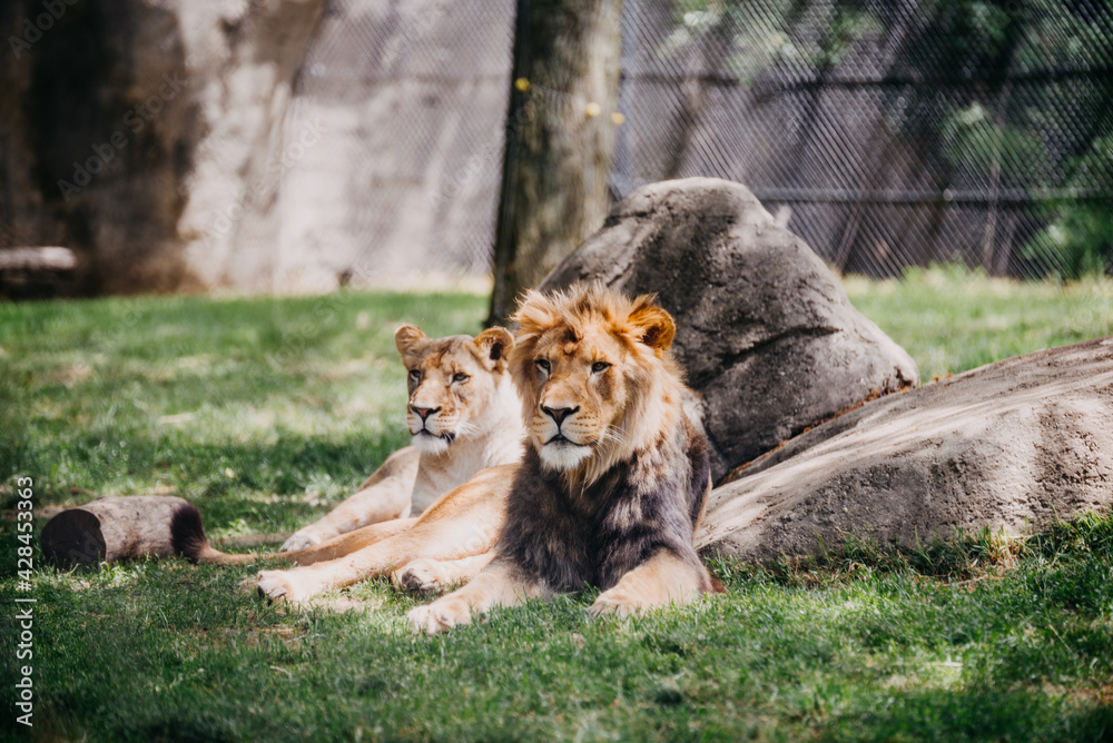 Lion in the Indianapolis zoo - obrazy, fototapety, plakaty 