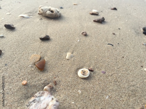 shell on sand