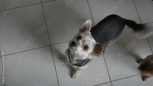 Adorable mixed-breed morkie terrier asking for food in kitchen, bright ceramic floor tiles photo