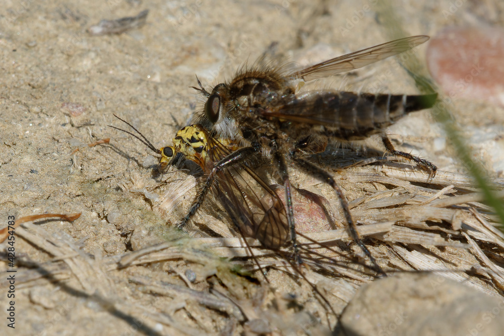 Fan-bristled robberfly (Dysmachus trigonus) having captured a crane fly Fan-bristled robberfly (Dysmachus trigonus) having captured a crane fly