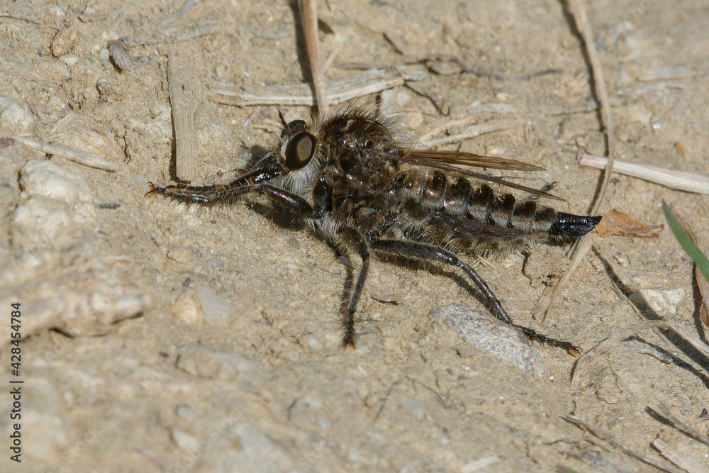 Fan-bristled robberfly (Dysmachus trigonus) on the ground Fan-bristled robberfly (Dysmachus trigonus) on the ground