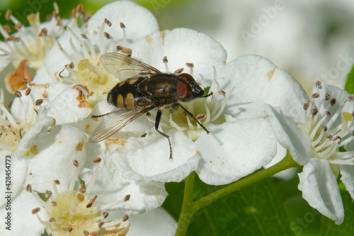 Fly (Stomorhina lunata) on a flower