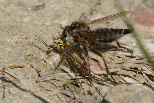 Fan-bristled robberfly (Dysmachus trigonus) having captured a crane fly © André LABETAA