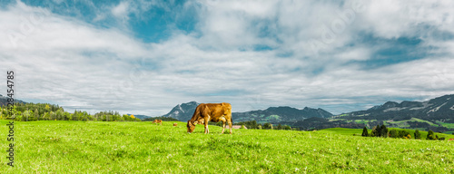 Kuh  auf einer Weide in Allgäulandschaft im sommer
