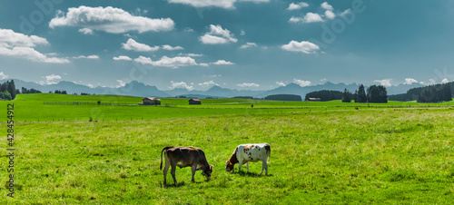 Kühe auf einer Weide in Allgäulandschaft im sommer