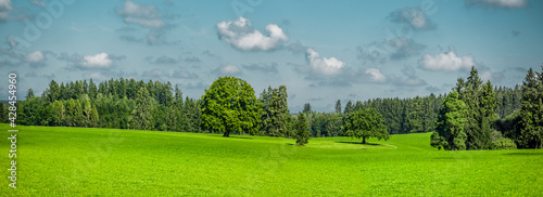 Grüne Hügellandschaft mit Wald und Bäumen